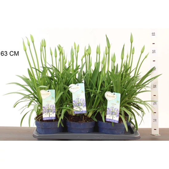 Szerelemvirág kék AGAPANTHUS AMOURETTE BLUE 40/60 CS17