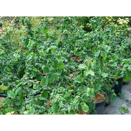 Csavartágú mogyoró   CORYLUS AVELLANA CONTORTA  MT120 K160/230