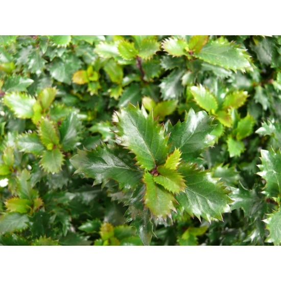 Kékeslevelű magyal   ILEX MESERVEAE LITTLE RASCAL 25/30 CS17
