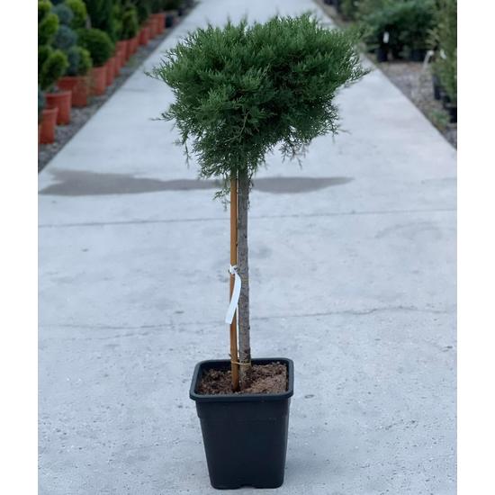 Arany terülő boróka  JUNIPERUS X PFITZERIANA OLD GOLD T1/2 K14