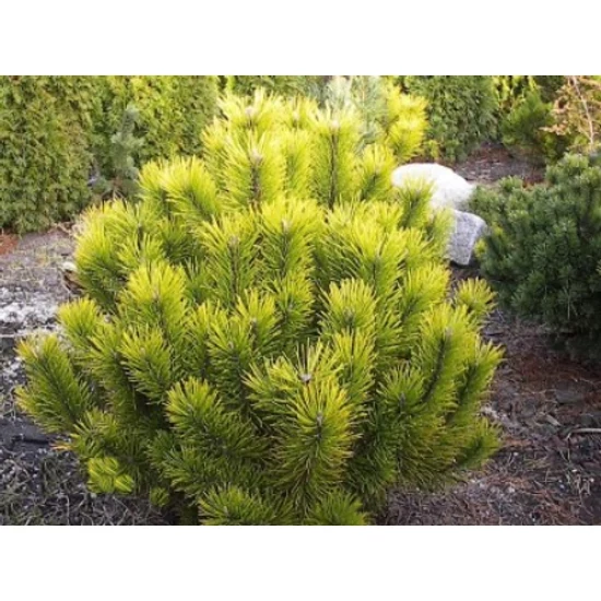 Havasi törpefenyő   PINUS MUGO WINTER GOLD 20/40 K15
