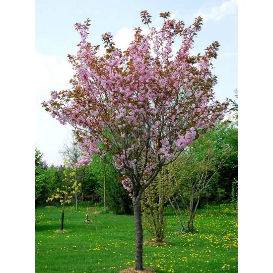 Japán díszcseresznye   PRUNUS SERRULATA KANZAN T200 8/10 K25