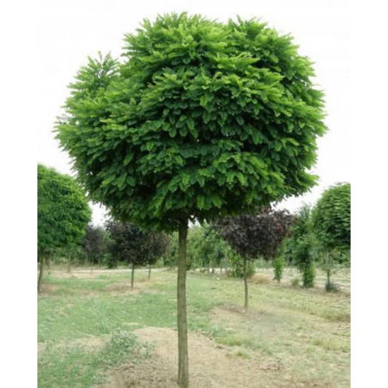 Gömbakác    ROBINIA PSEUDOACACIA UMBRACULIFERA 20/25 K90