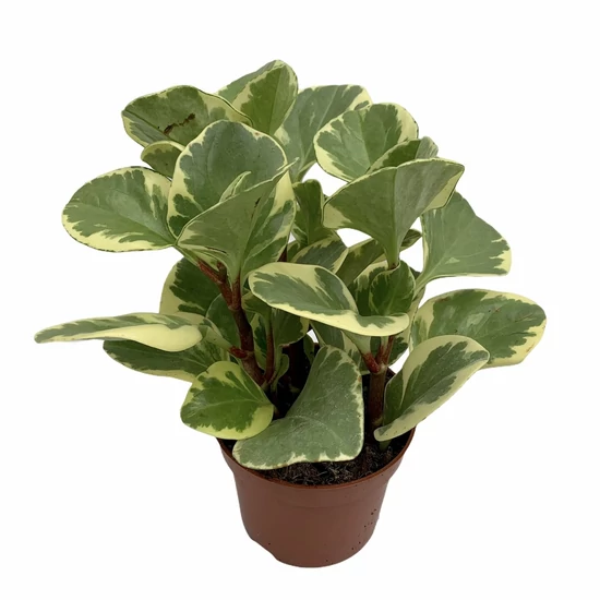 Törpebors PEPEROMIA CS12