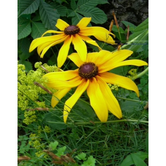 Menyecskeszem  COREOPSIS FAJTÁK CS11