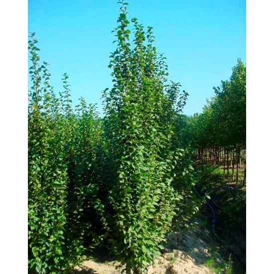 Oszlopos gyertyán   CARPINUS BETULUS ALBERT BEECKMAN 400/500 K400
