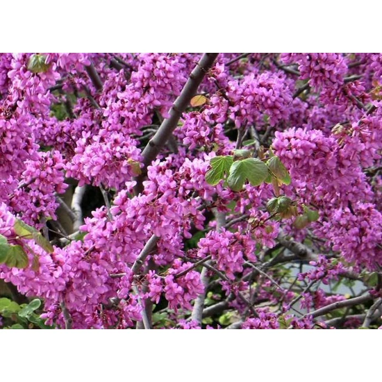 Közönséges júdásfa   CERCIS SILIQUASTRUM 12/14 K65