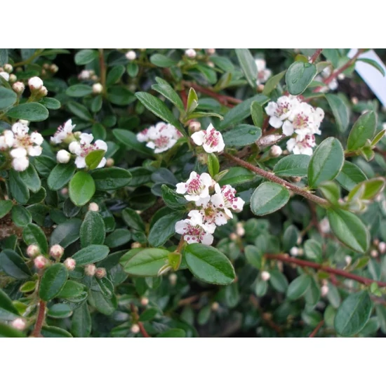 Szőnyegmadárbirs    COTONEASTER DAMMERI CORAL BEAUTY T80 CS23