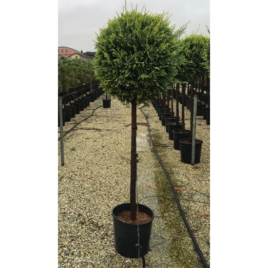 Arany lombú leyland ciprus CUPRESSOCYPARIS LEYLANDII CASTLEWELLAN GOLD T3/4 50/60 K45