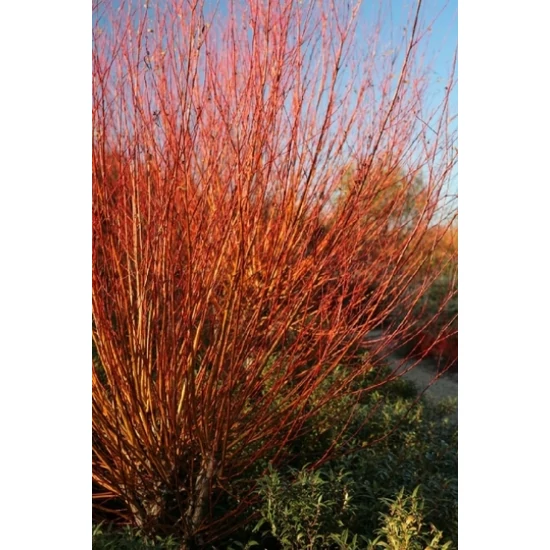 Szomorúfűz    SALIX ALBA CHERMESINA 12/14 K50