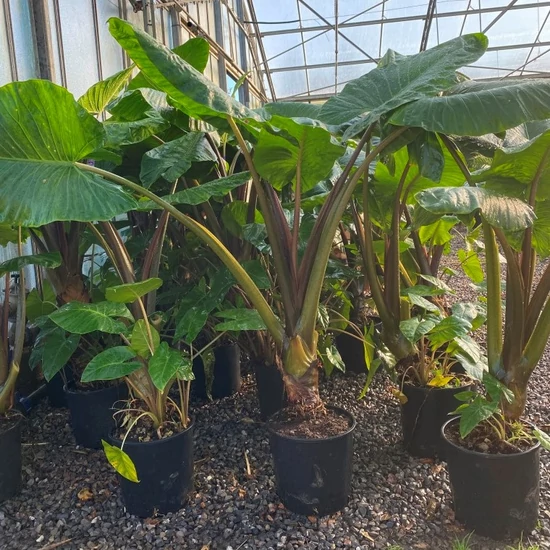 Alokázia, elefántfül ALOCASIA MACRORRHIZA K9