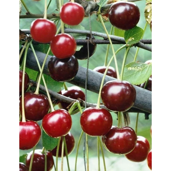 Piramis meggy Prunus cerasus