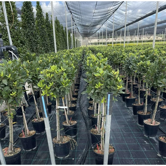 Fűszerbabér LAURUS NOBILIS T1/4 K10