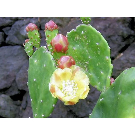 Fügekaktusz   OPUNTIA VULGARIS DELL'ETNA K2