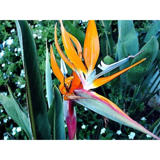 Papagájvirág   STRELITZIA AUGUSTA K50