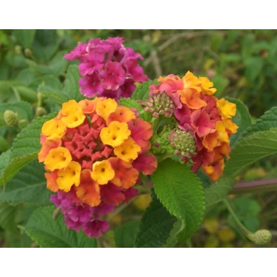 Sétányrózsa   LANTANA CAMARA T1/4 K5