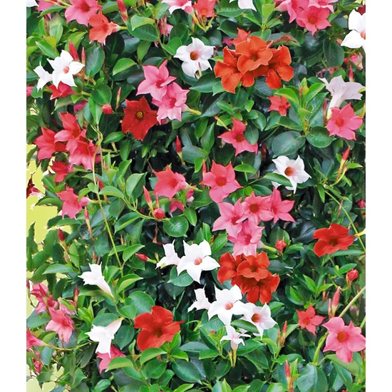 Tölcsérjázmin   SUNDAVILLE PIRAMIS TRICOLOR 200CM K25