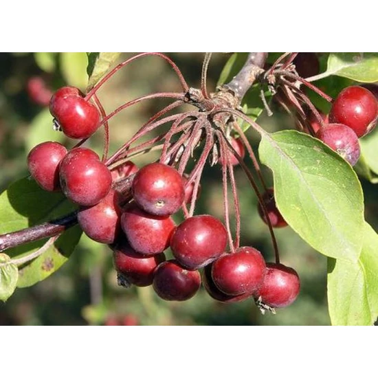 Csüngő díszalma   MALUS RED JADE T140 8/10 K20