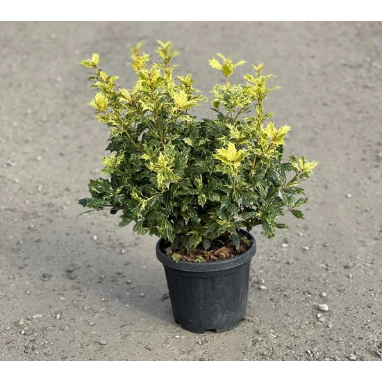 Felemáslevelű illatcserje   OSMANTHUS TRICOLOR K5