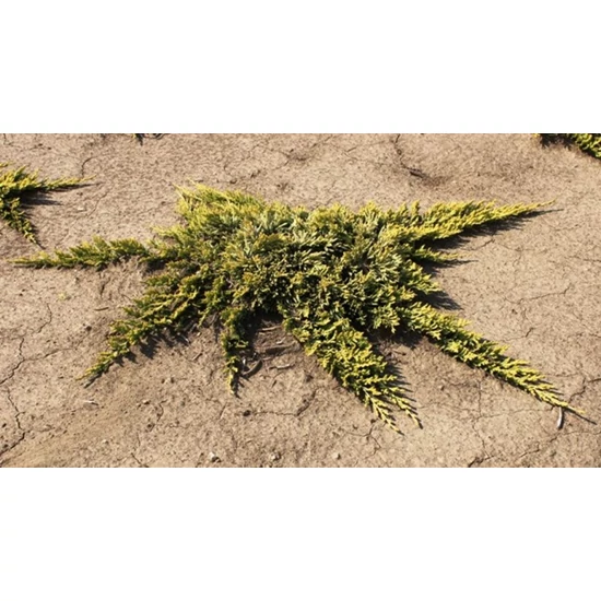Henye boróka JUNIPERUS HORIZONTALIS GOLDEN CARPET 20/40*