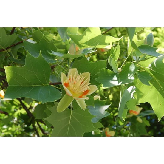 Tulipánfa    LIRIODENDRON TULIPIFERA K18