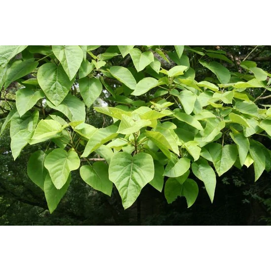 Nagylevelű császárfa   PAULOWNIA TOMENTOSA 10/12 K25