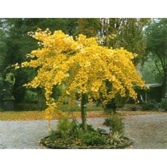 Csüngő páfrányfenyő   GINKGO BILOBA PENDULA TÖRZS 150CM K10
