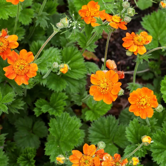 Gyömbérgyökér  GEUM COCCINEUM COI CS13