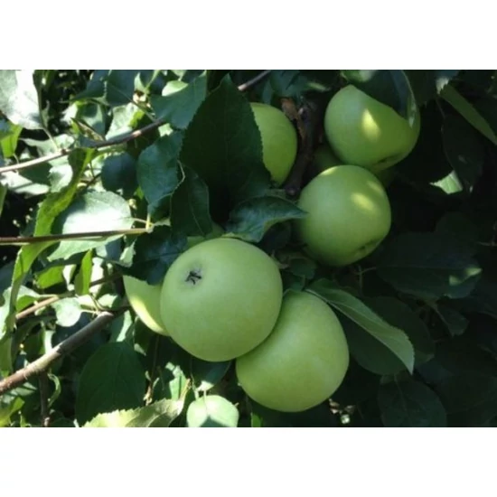 Charden alma Malus domestica