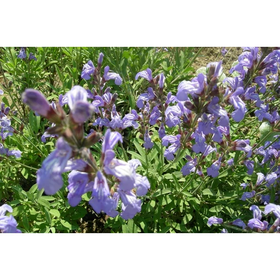 Lisztes zsálya FARINACEA CS10,5   