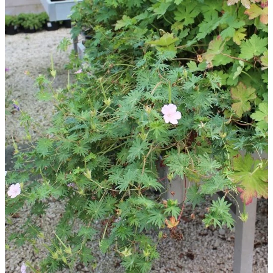Pirosló gólyaorr GERANIUM SANGUINEUM MAX FREI K1,5