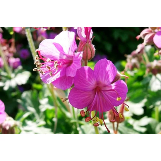 Illatos gólyaorr GERANIUM PHILIPPE VAPELLE K1,5