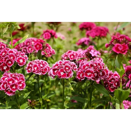 Szegfű-ezüstnövény DIANTHUS-CALOCEPHALUS CS12