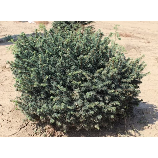 Törpe szerb lucfenyő PICEA OMORIKA KAREL 20/30*