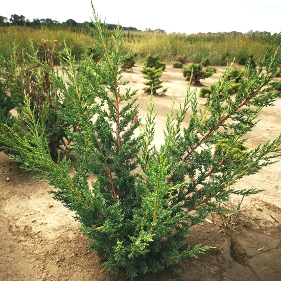 Kínai boróka JUNIPERUS CHINENSIS BLAAUW 40/60*