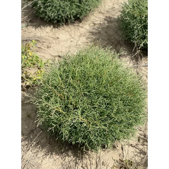 Törpe gömb tuja THUJA OCCIDENTALIS MR. BOWLING BALL 20/40*