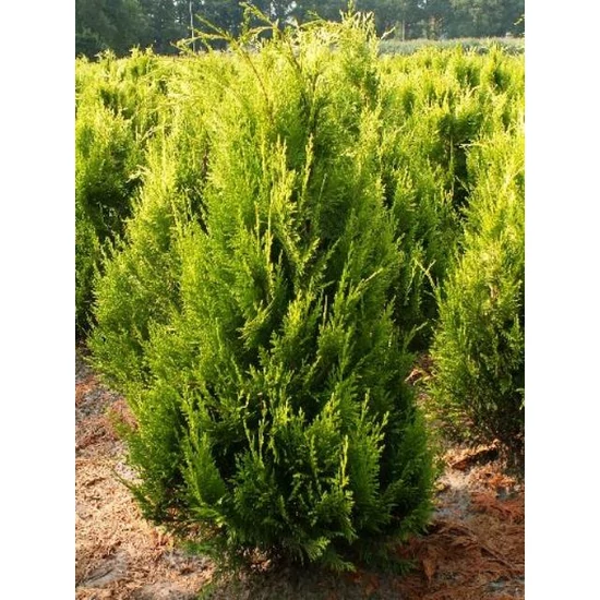 Oregoni arany hamisciprus  CHAMAECYPARIS LAWSONIANA STARDUST K2