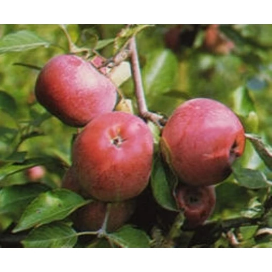 Kovelit téli alma Malus domestica