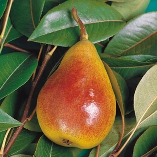 Avranchesi jó Lujza körte Pyrus communis