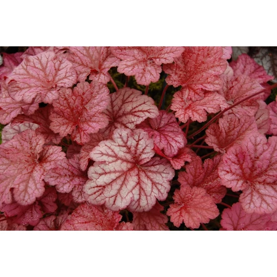 Tűzeső HEUCHERA CS11