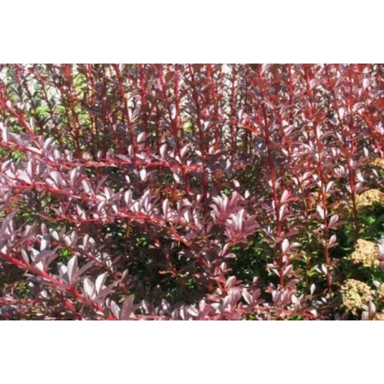 Japán vérborbolya   BERBERIS THUNBERGII RED CHIEF K2