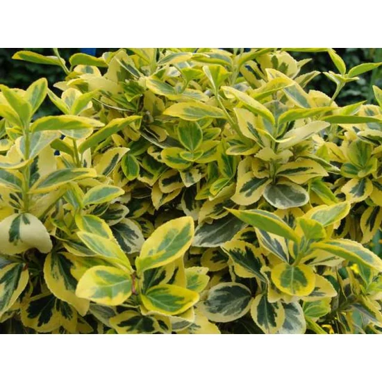 Repkény kecskerágó   EUONYMUS FORTUNEI EMERALD'N GOLD K2