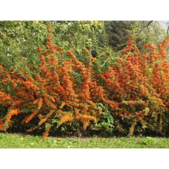 Tűztövis    PYRACANTHA COCCINEA ORANGE GLOW K2