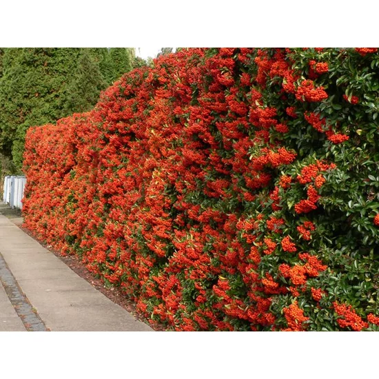 Tűztövis    PYRACANTHA COCCINEA RED COLUMN K2