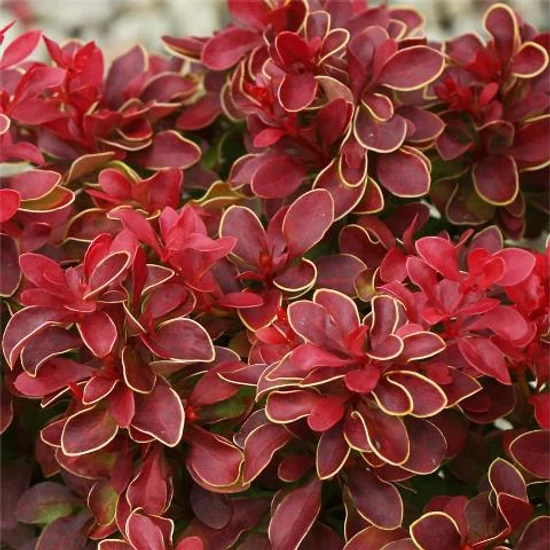 Japán vérborbolya BERBERIS THUNBERGII ADMIRATION 15/20 K2