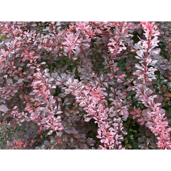 Japán vérborbolya   BERBERIS THUNBERGII ROSE GLOW K2