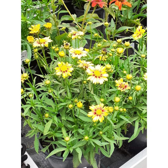 Menyecskeszem COREOPSIS FAJTÁK CS19