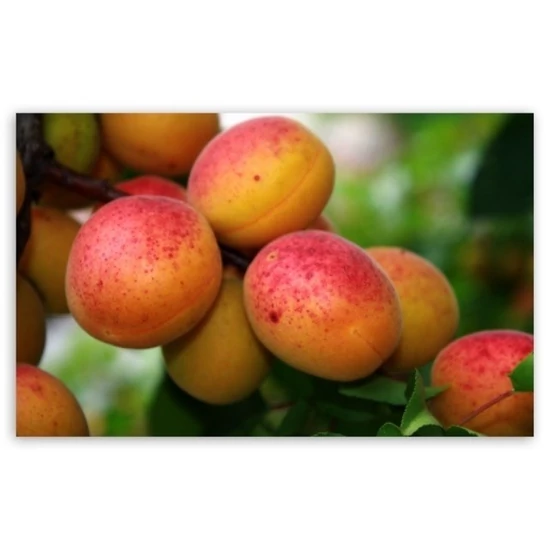 Rózsakajszi Prunus armeniaca