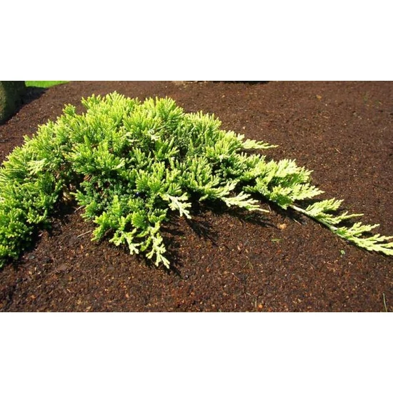 Henye boróka   JUNIPERUS HORIZONTALIS GOLDEN CARPET 40/60 K12