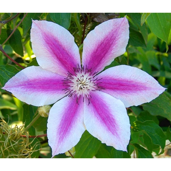 Iszalag    CLEMATIS IN SORTEN 80/100 K2